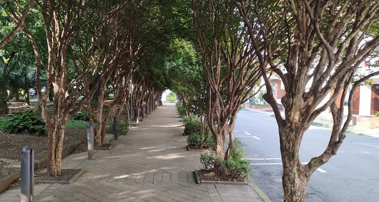 tunel verde con arbol jaboticaba