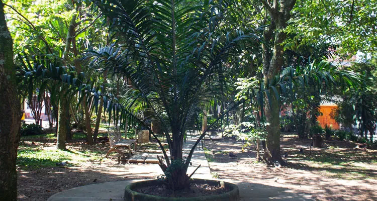 Arbol central del parque de los enamorados en san marcos