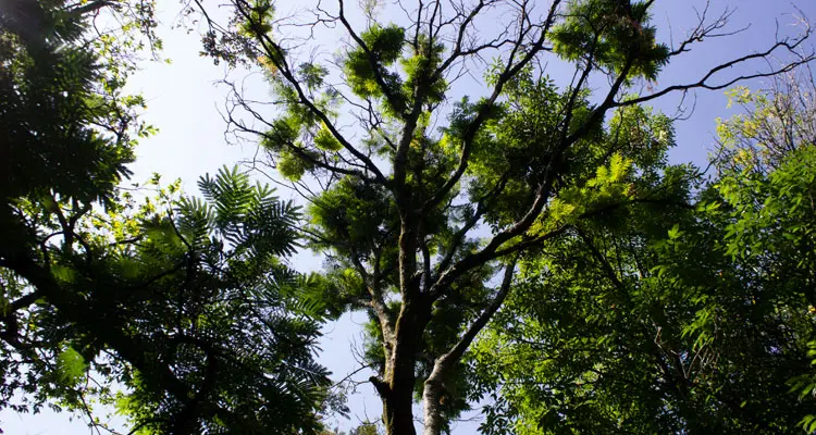 arboles grandes en el parque de los enamorados Envigado